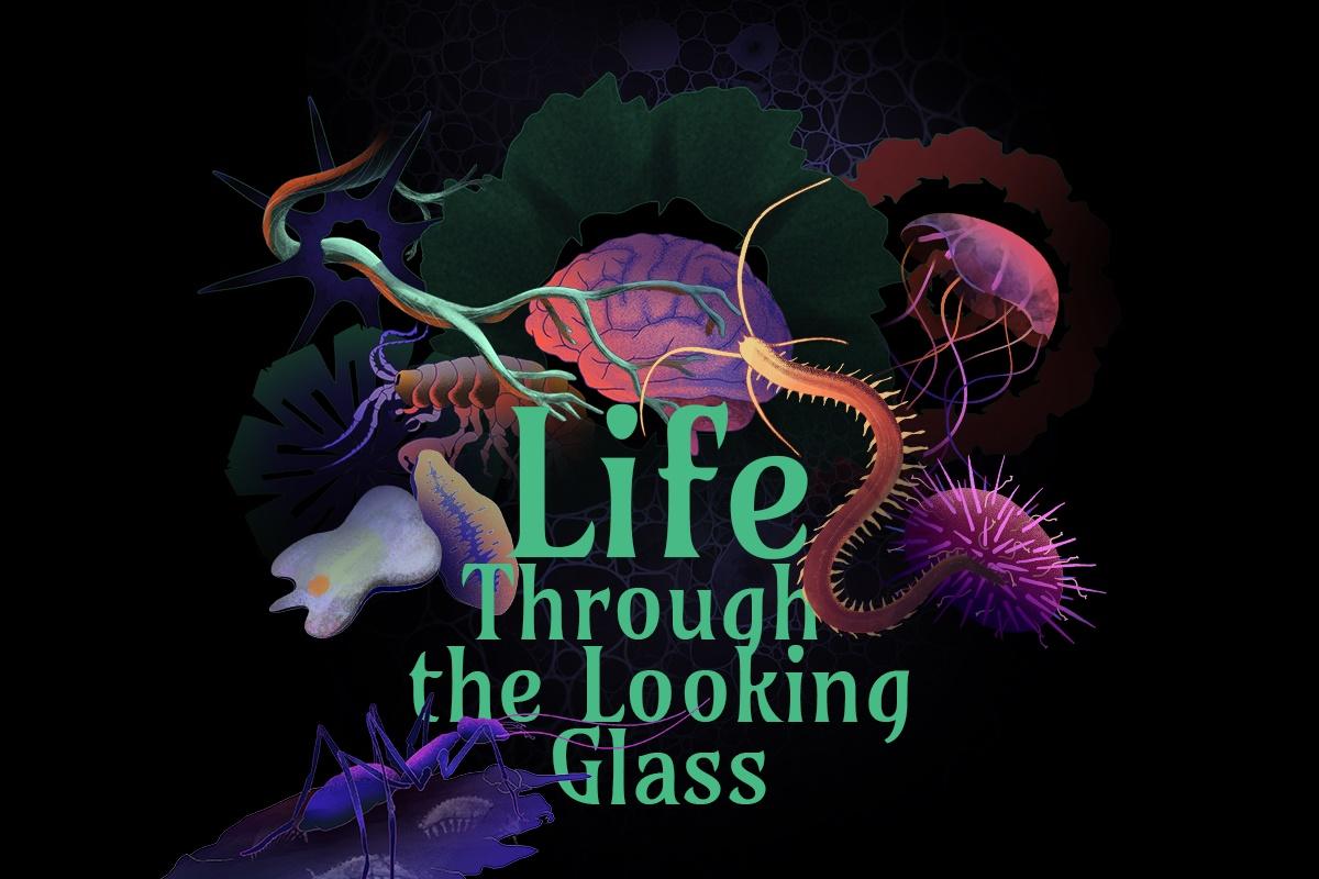 Life through the looking glass Life through the looking glass