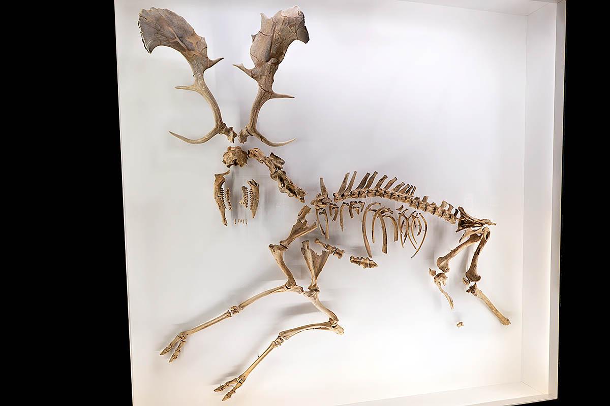 Das Foto die Knochen eines Höhlenlöwens (Panthera leo spelaea).