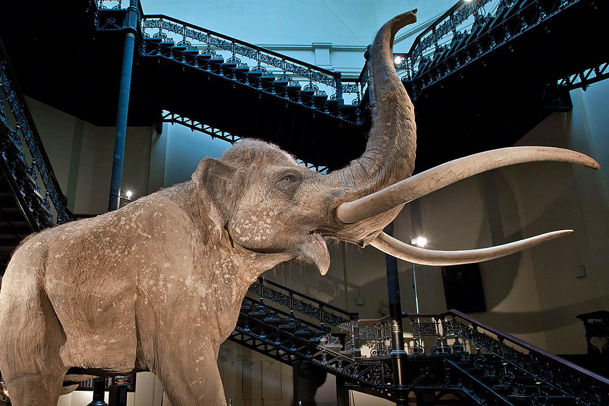 Das Foto gibt einen Einblick in die Ausstellung, im Zentrum steht die Elefanten-Rekonstruktion eines Hallenser Künstlers im Treppenhaus des Museums.