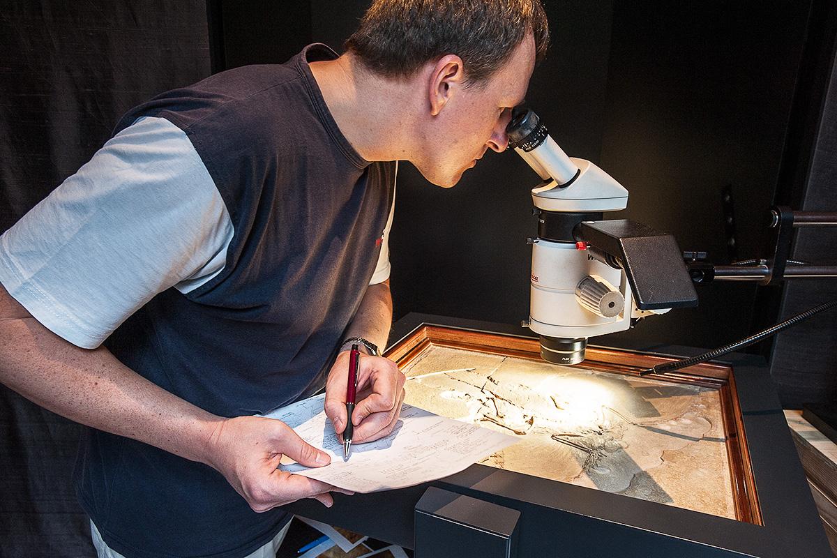 Ein Wissenschaftler untersucht das Fossil des Urvogels Archaeopteryx im Bereich der Ausstellung