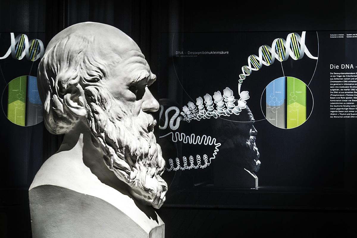 Darwin-Büste im Museum für Naturkunde