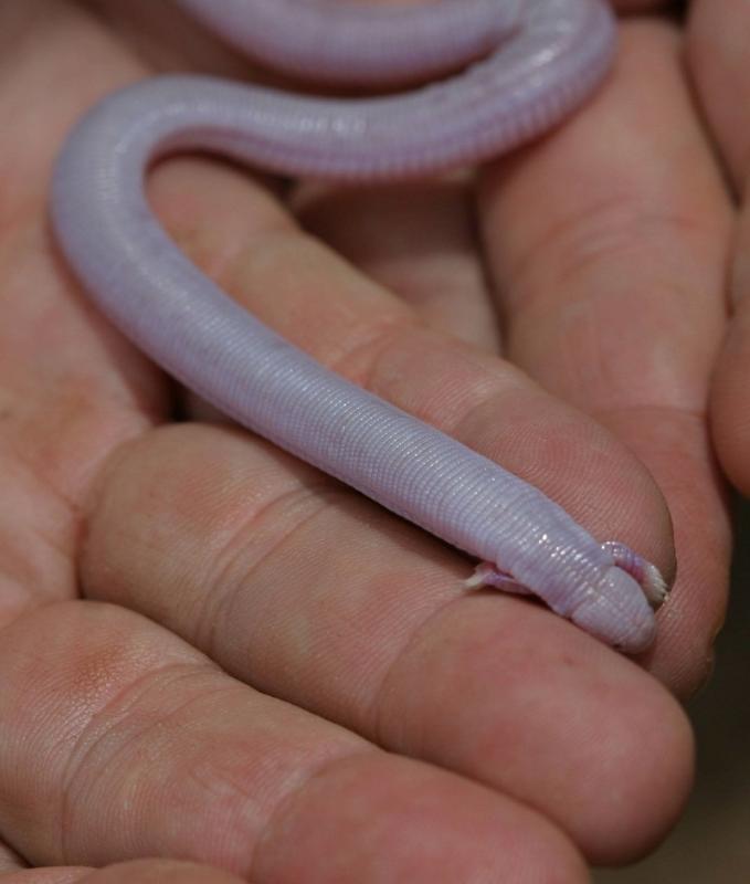 Die Handwühle ist die einzige Doppelschleiche, die Beine besitzt. Mit diesen gräbt sie sich durch mexikanischen Sandboden. Foto: Johannes Müller/Museum für Naturkunde Berlin