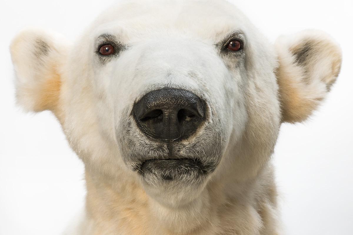 Das Foto zeigt den Kopf vom Präparats des Eisbären "Knut".