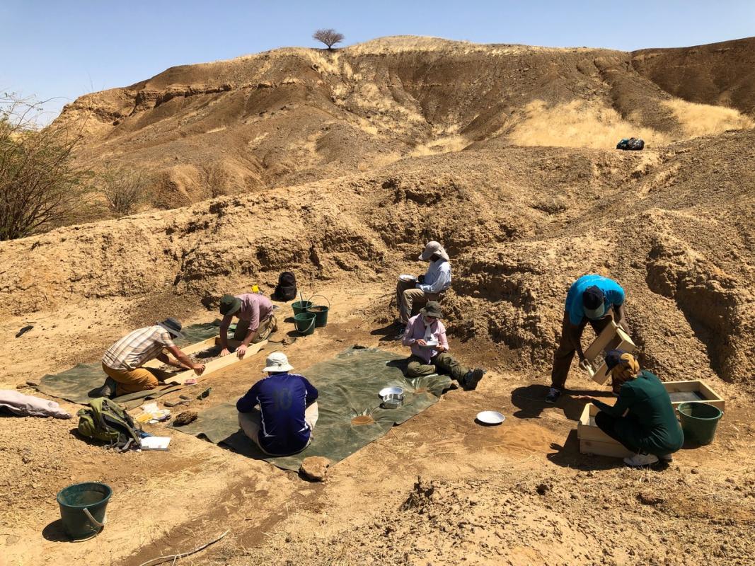 Exzellente Aufschlussverhältnisse: Fossiliensuche im Atbara-Tal. Foto: Faysal Bibi/Museum für Naturkunde 