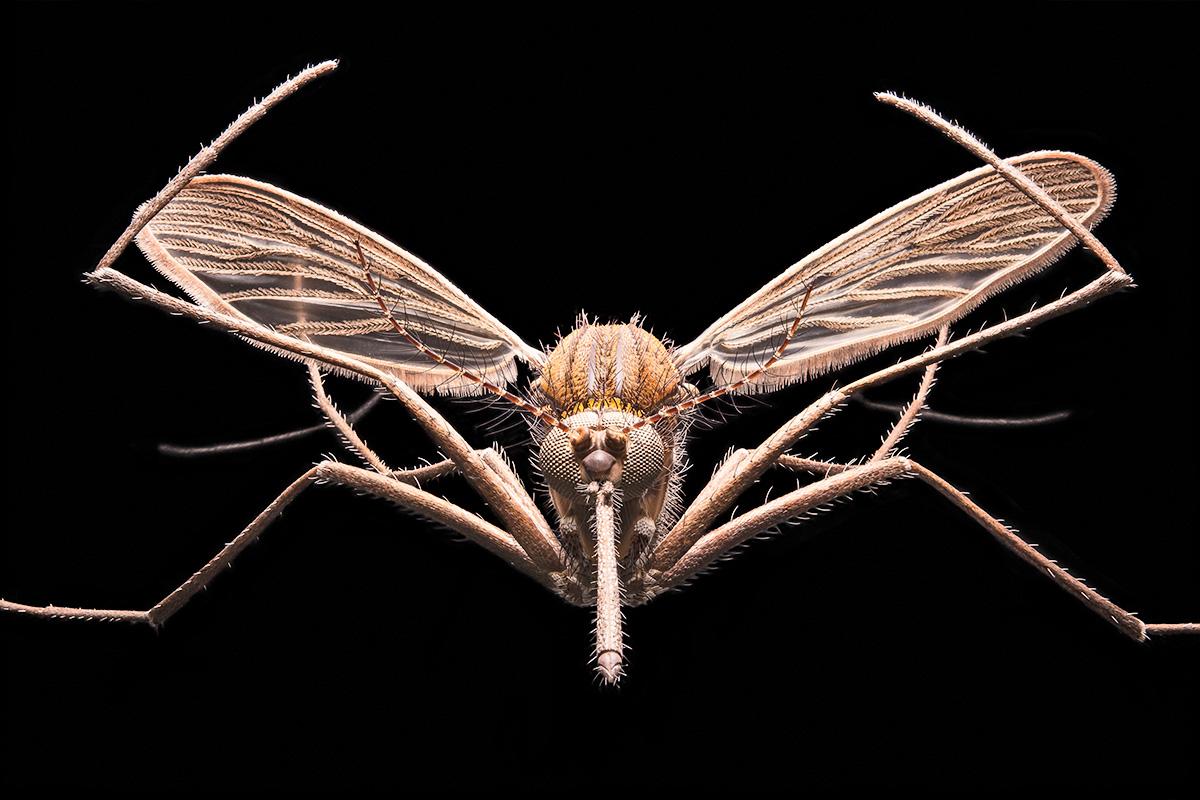 Das Foto zeigt eine Stechmücke