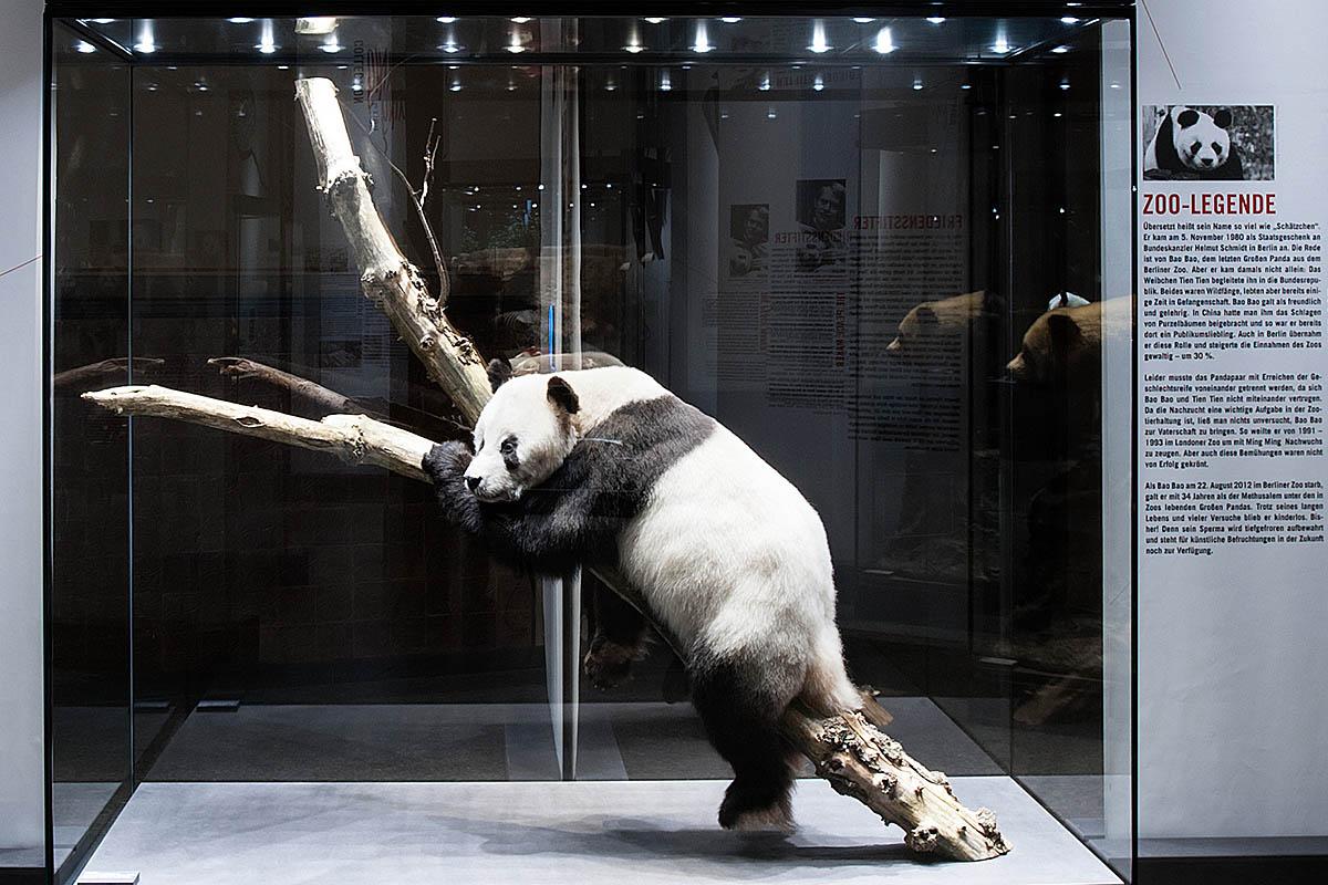 Das Foto zeigt die Vitrine mit der Dermoplastik von dem Panda Bao Bao auf einem Ast.