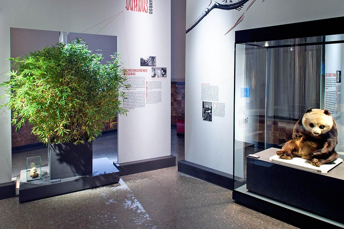 Das Foto gibt einen Einblick in die Ausstellung, auf der linken Seite befindet sich ein Bambus-Strauch, in der Vitrine auf der rechten Seite die Dermoplastik eines Pandas.