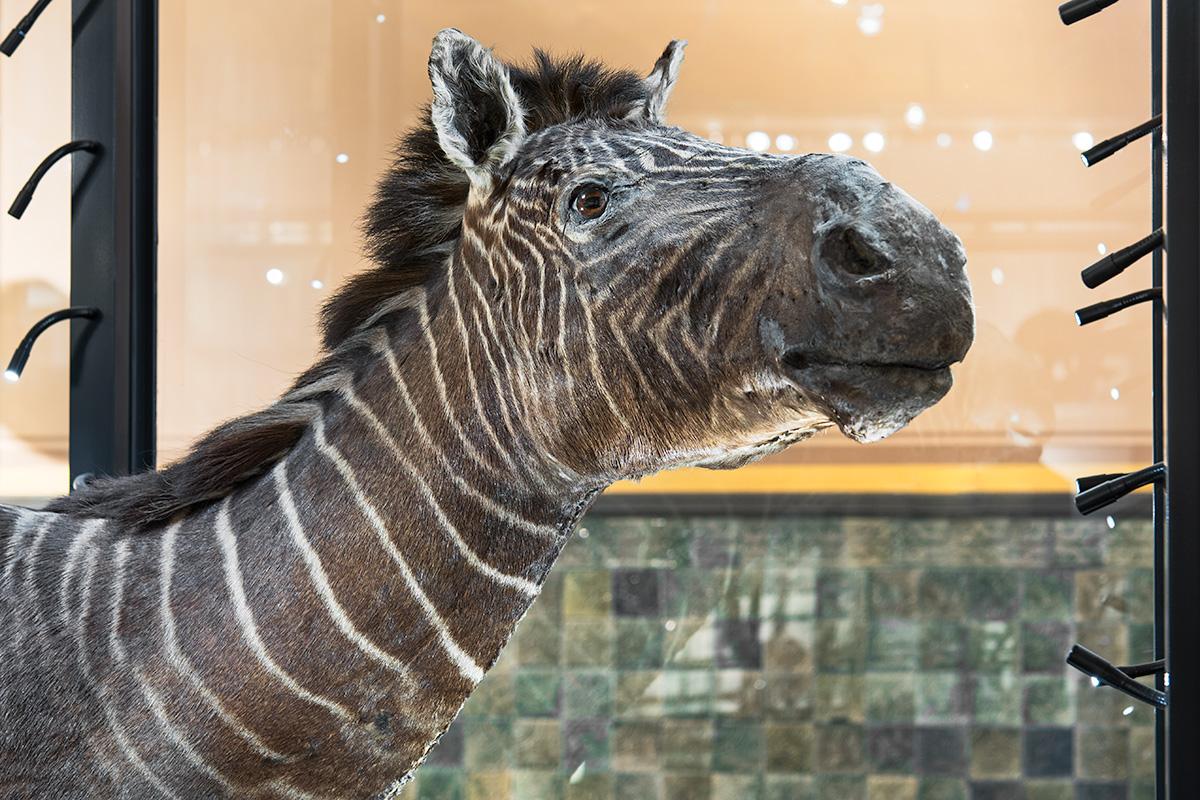 Das Quagga ist eine ausgestorbene Form des Steppenzebras. Das Foto zeigt seinen Kopf im Profil, das Fell ist braun und hat zarte weiße Streifen. 