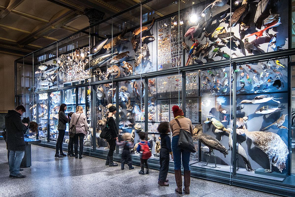 Die Biodiversitätswand zeigt rund 3000 präparierte Tierarten. Auf dem Foto betrachten Besucher die Farben- und Formenvielfalt der Arten. 