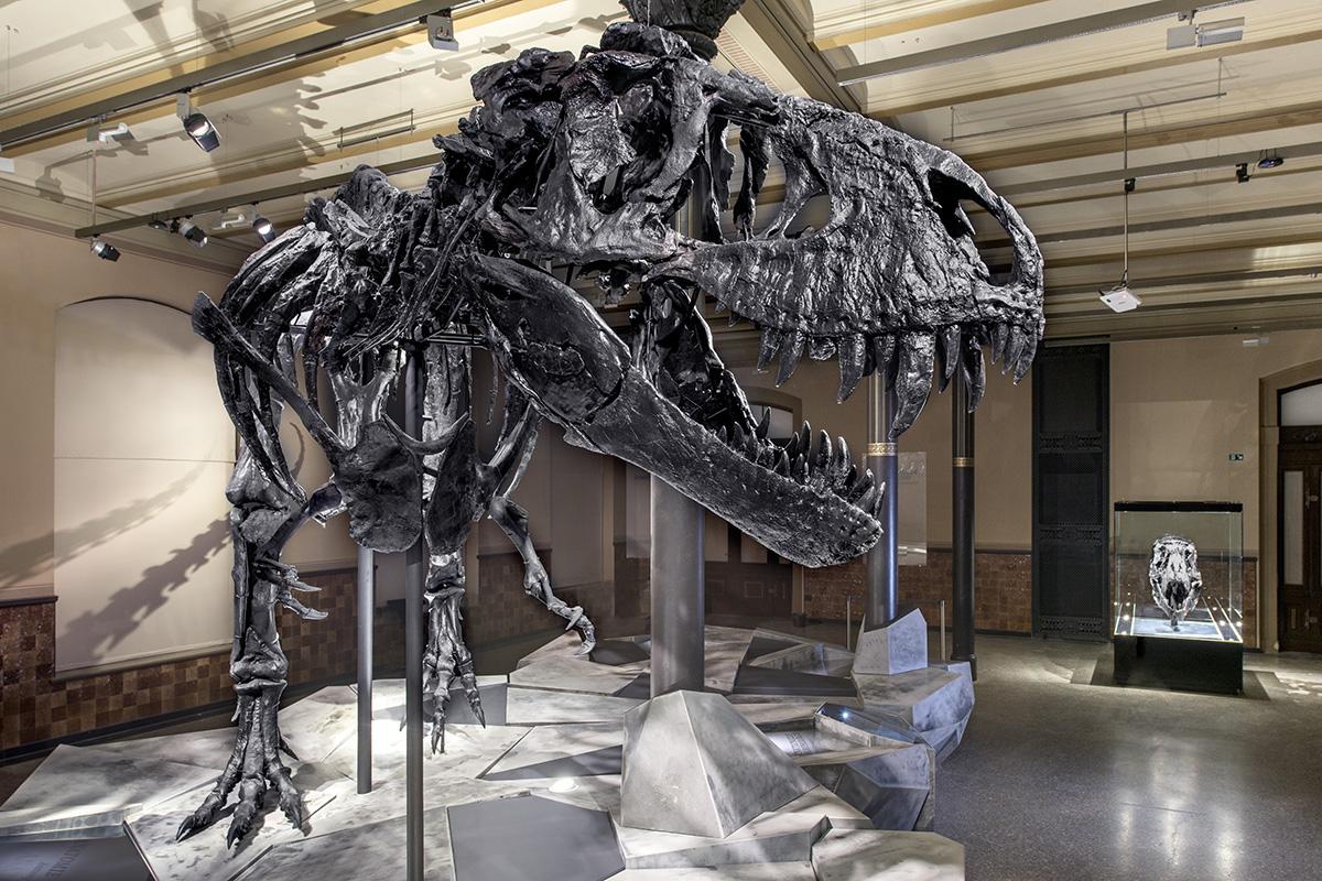 Skelett des Tyrannosaurus Rex Tristan in der Ausstellung des Museums für Naturkunde