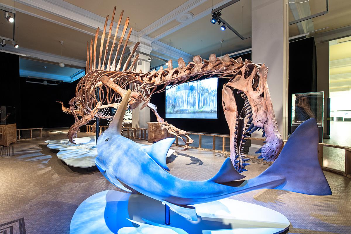 Spinosaurus - Sonderausstellung