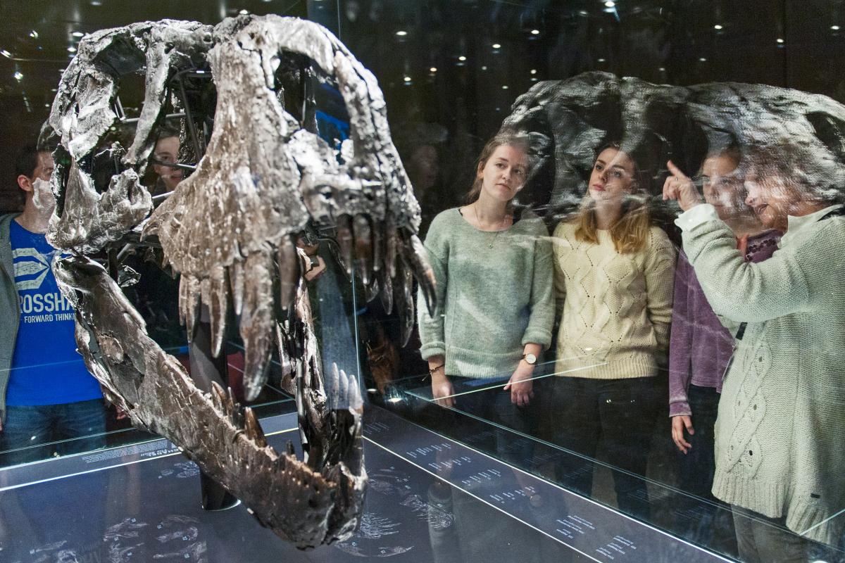 Jugendliche schauen sich einen Dinosaurierschädel an. | Bildquelle: Museum für Naturkunde Berlin 