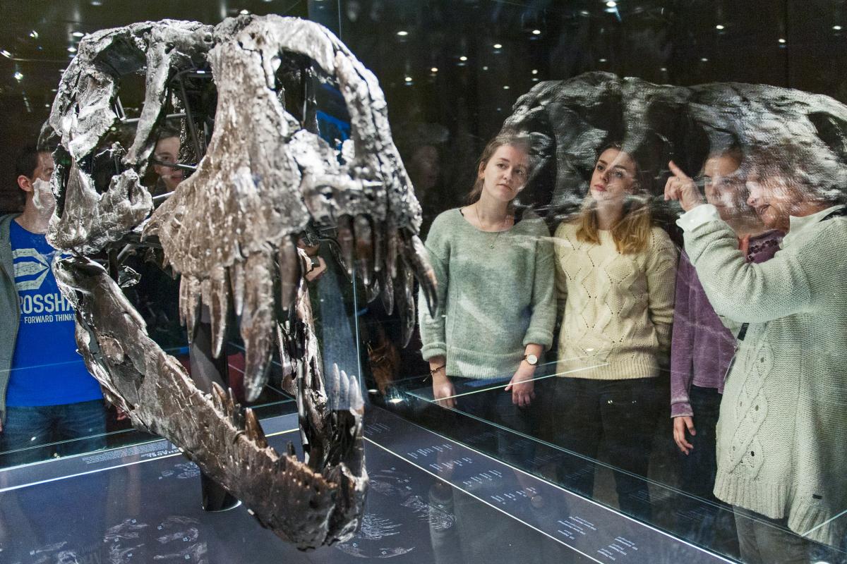 Jugendliche schauen sich einen Dinosaurierschädel an. | Bildquelle: Museum für Naturkunde Berlin Jugendliche schauen sich einen Dinosaurierschädel an. | Bildquelle: Museum für Naturkunde Berlin