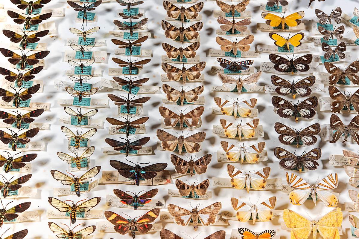 Fotografie eines Insektenkastens mit Schmetterlingen in unterschiedlichen Farben.
