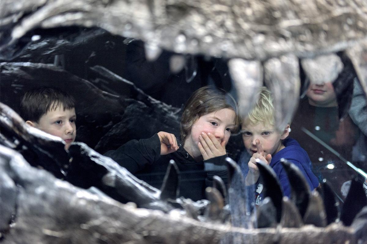 Schüler schauen sich einen Dinosaurierschädel an. | Bildquelle: Museum für Naturkunde Berlin