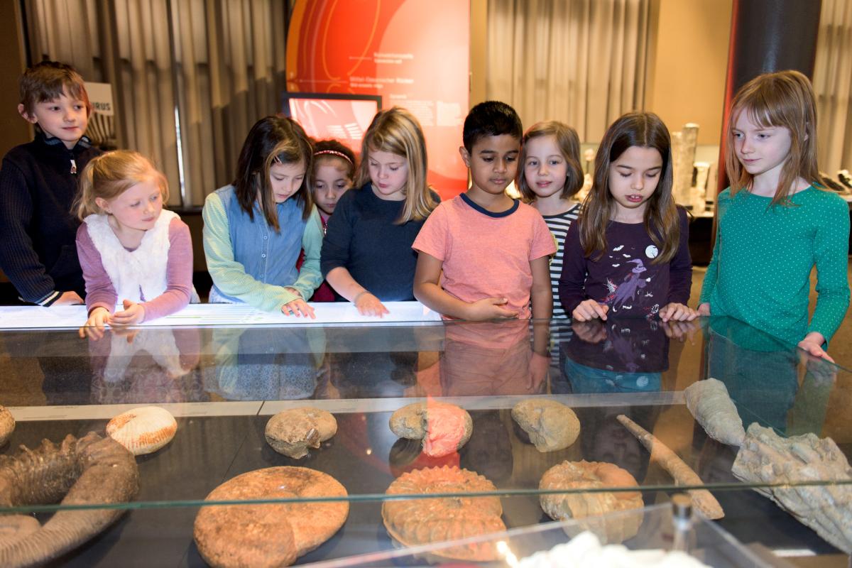 Schülerinnen und Schüler entdecken Objekte in den Ausstellungsvitrinen. | Bildquelle: Museum für Naturkunde Berlin