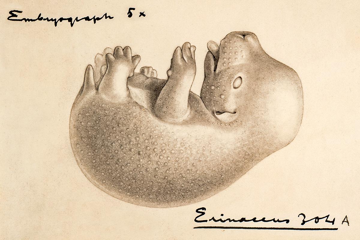 Skizze eines Igelembryos