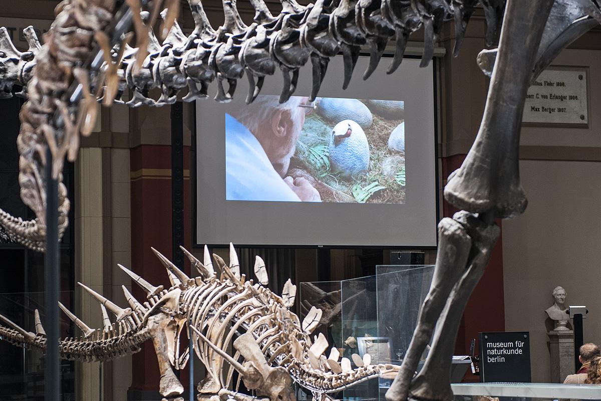 Filmscreening im Dinosauriersaal des Museums für Naturkunde