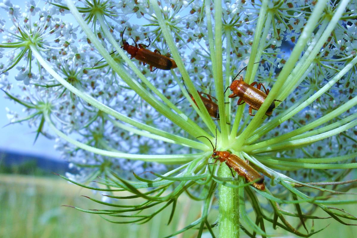 Insekten auf einer Blume