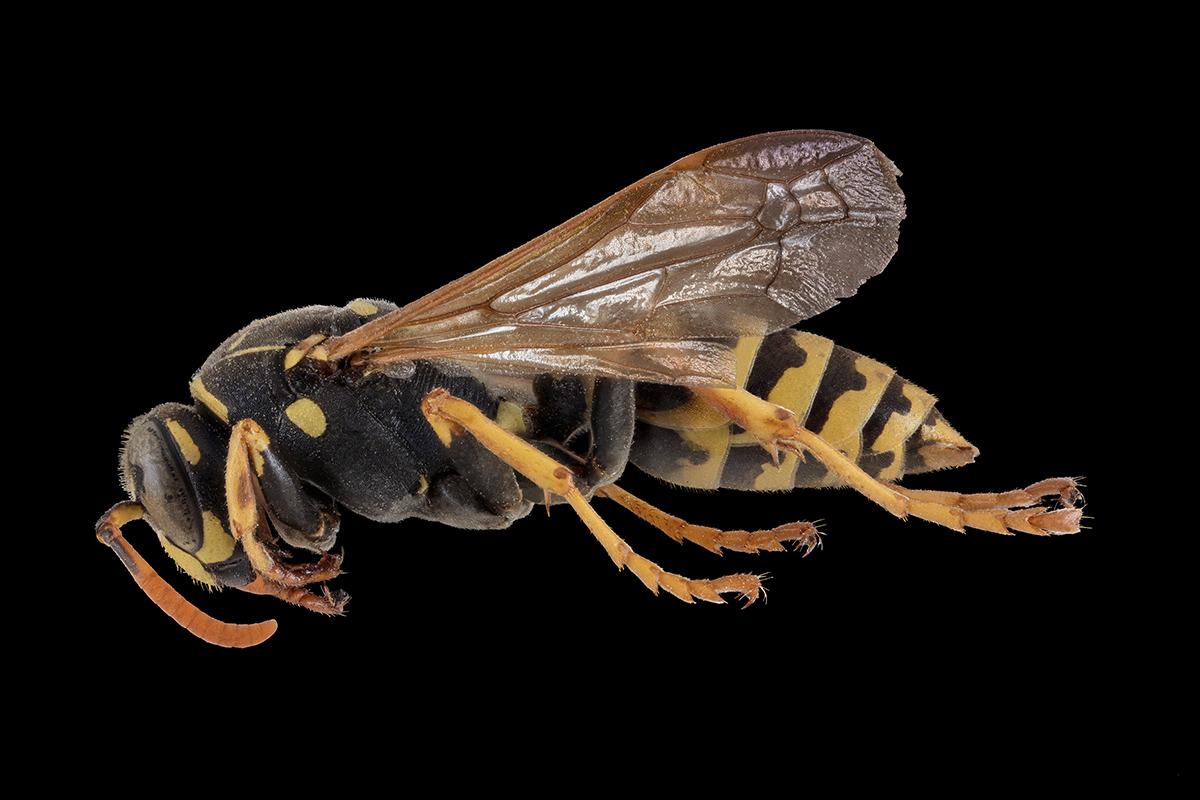 Feldwespe Polistes dominulus, Foto: Bernhard Schurian