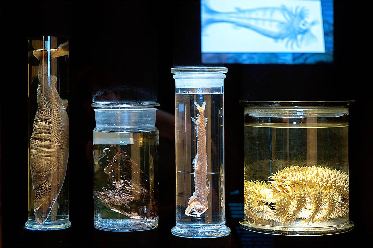 Das Foto zeigt u.a. Fische in mit Alkohol gefüllten Gläsern.