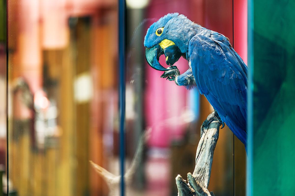 Einblick in die Sonderausstellung Ara des Museums für Naturkunde Berlin Hyazinthara Nuss