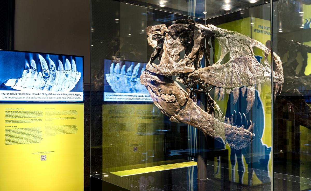 Foto: Carola Radke, Museum für Naturkunde Berlin