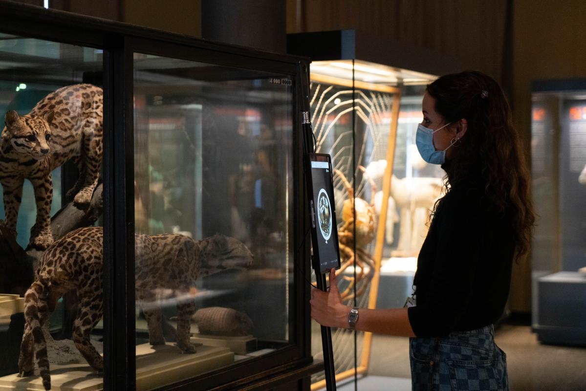 Guide mit einer 360°Kamera vor Ozelotvitrine | Bildquelle: Museum für Naturkunde