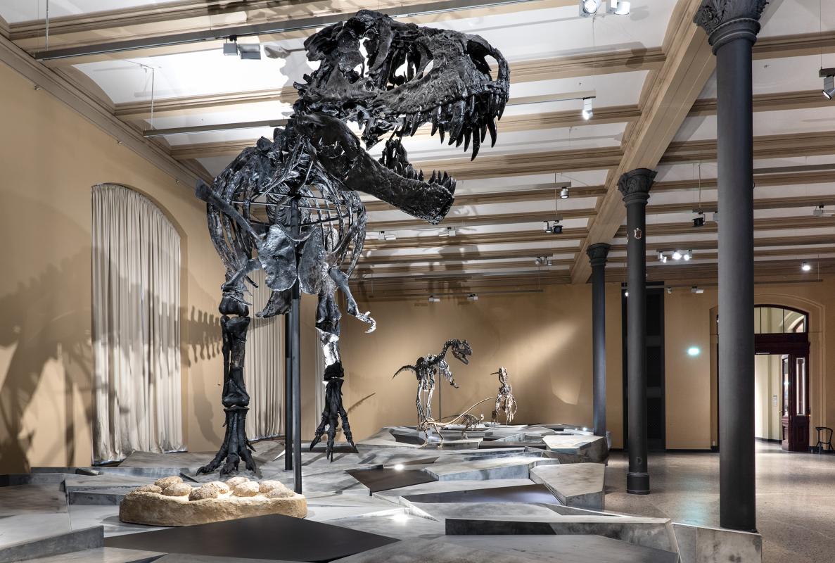 Hier kann man den T. rex Tristan Otto von vorne in der Ausstellung Dinosaurier! sehen. Im Hintergrund sieht man zum Beispiel auch einen Nanosaurus und die restlichen Dinosaurier beim Gang durch die Erdgeschichte. 