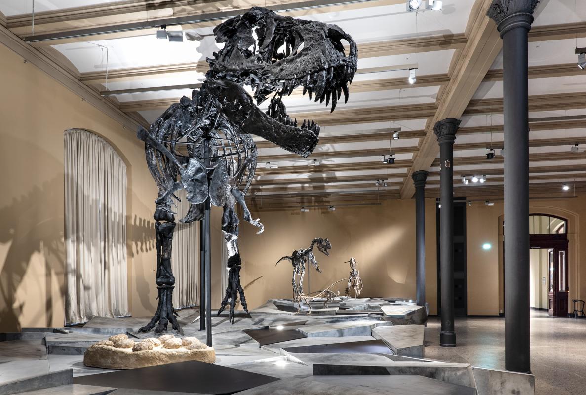 Hier kann man den T. rex Tristan Otto von vorne in der Ausstellung Dinosaurier! sehen. Im Hintergrund sieht man zum Beispiel auch einen Nanosaurus und die restlichen Dinosaurier beim Gang durch die Erdgeschichte. Hier kann man den T. rex Tristan Otto von vorne in der Ausstellung Dinosaurier! sehen. Im Hintergrund sieht man zum Beispiel auch einen Nanosaurus und die restlichen Dinosaurier beim Gang durch die Erdgeschichte.