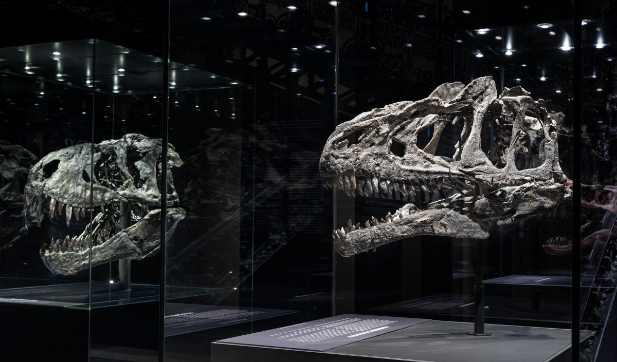 Zwei Raubsaurier-Schädel. | Bildquelle: Museum für Naturkunde Berlin, Carola Radke
