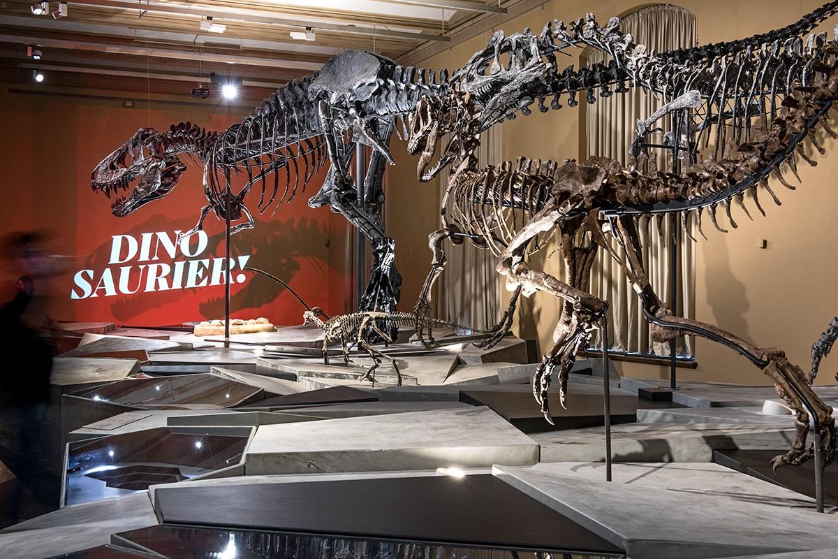 Zu sehen sind vier Dinosaurierskelette von hinten. | Bildquelle: Museum für Naturkunde Berlin, Carola Radke