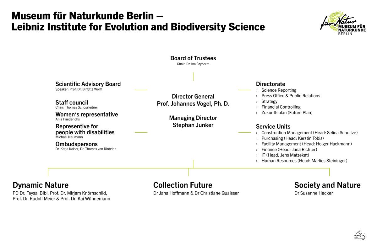 Organigramm des Museums in Englisch