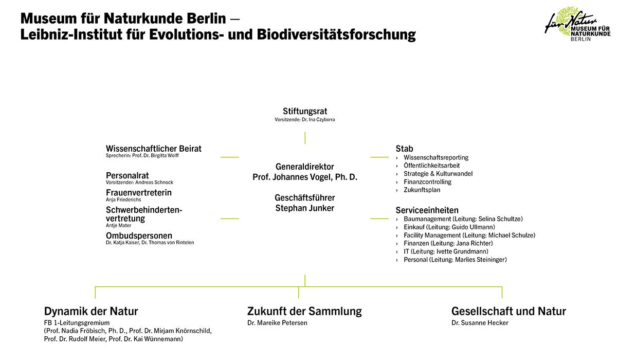 Organigramm Museum für Naturkunde Berlin