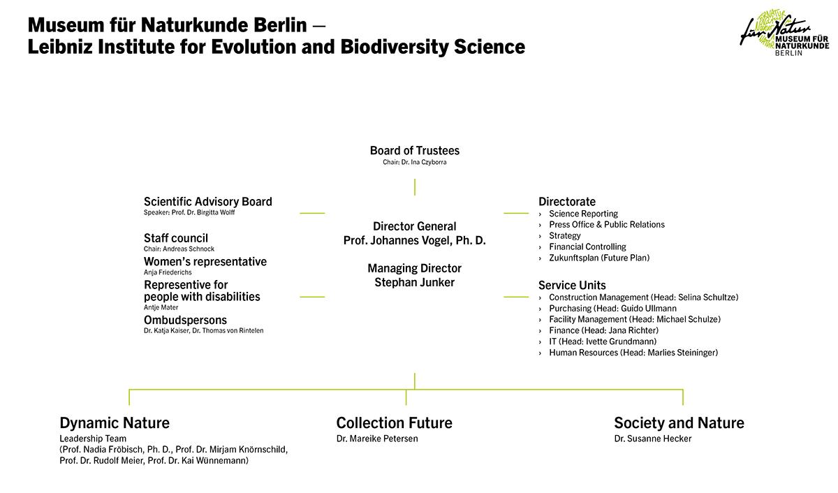 Organigramm in englischer Sprache  Museum für Naturkunde Berlin