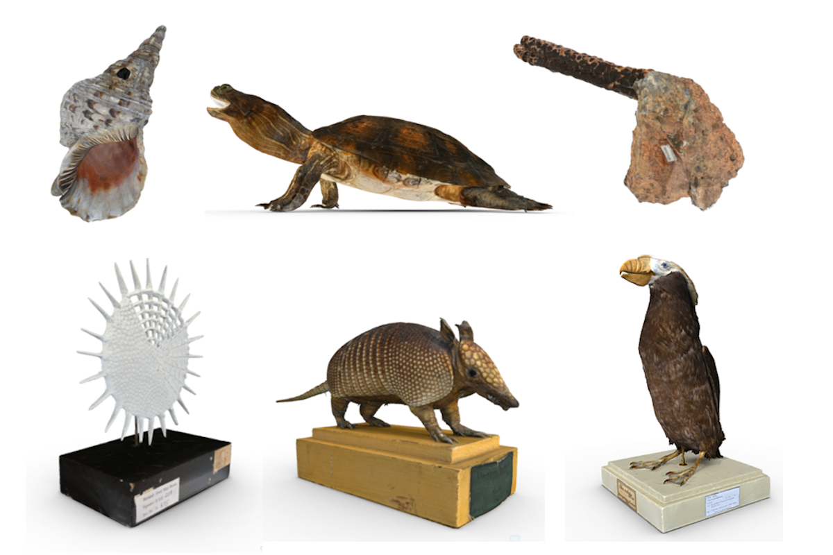 3D-Modelle aus der Forschungssammlung des Museums für Naturkunde Berlin