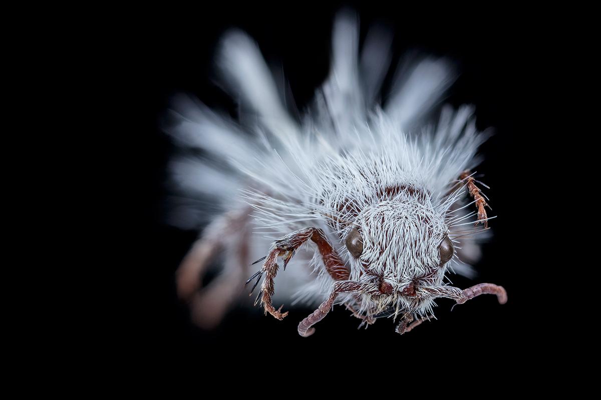 Spinnenameise Dasymutilla occidentalis, Foto: Bernhard Schurian