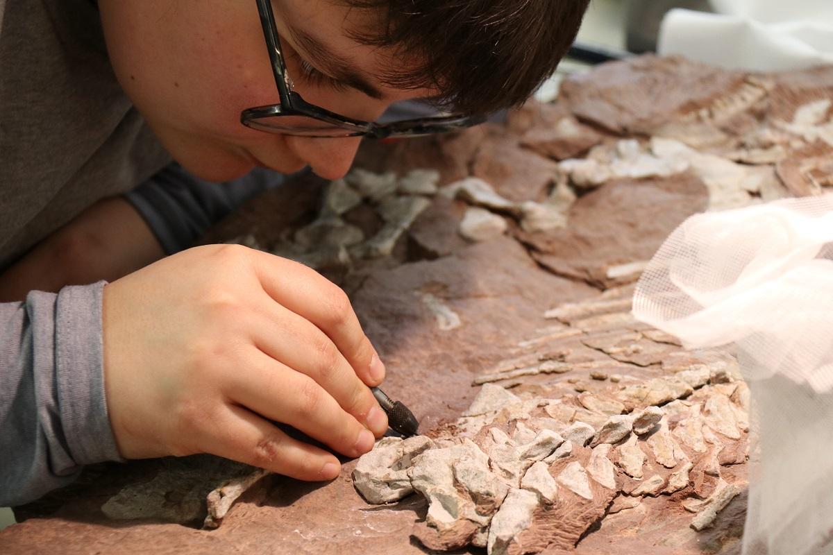 Preparator Pia Kain working on a specimen