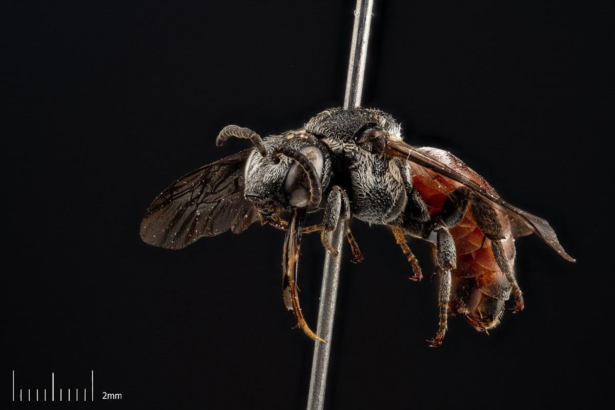 Insect portrait from the collection of the MfN called Ammobates punctatus also called Large Sand dweller bee