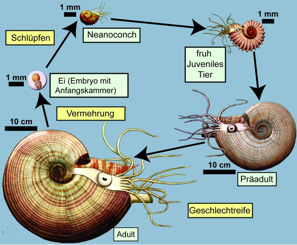 Ammoniten Zyklus