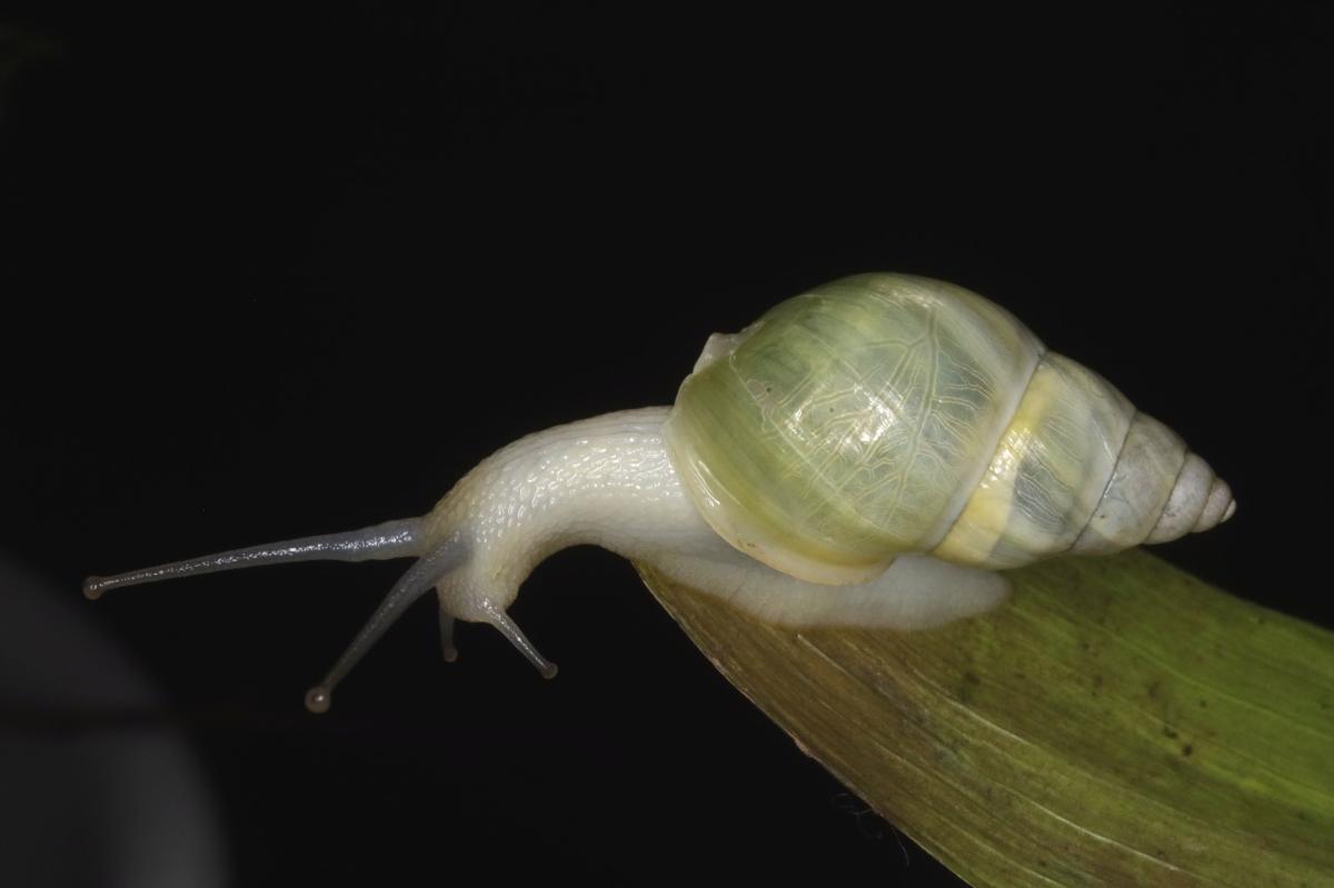 Eine Schnecke (Amphidromus roseolabiatus) sitzt auf einem grünen Blatt vor schwarzem Hintergrund.
