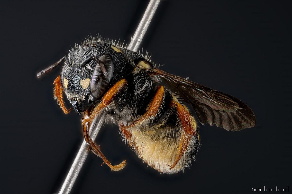 Insect portrait from the collection of the MfN called Anthidium nanum  also called Thistle Wool bee