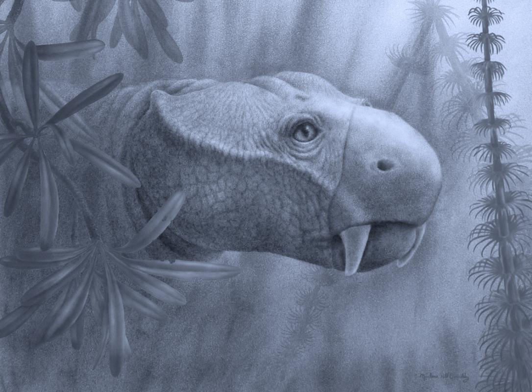 Anomodont Dicynodon 