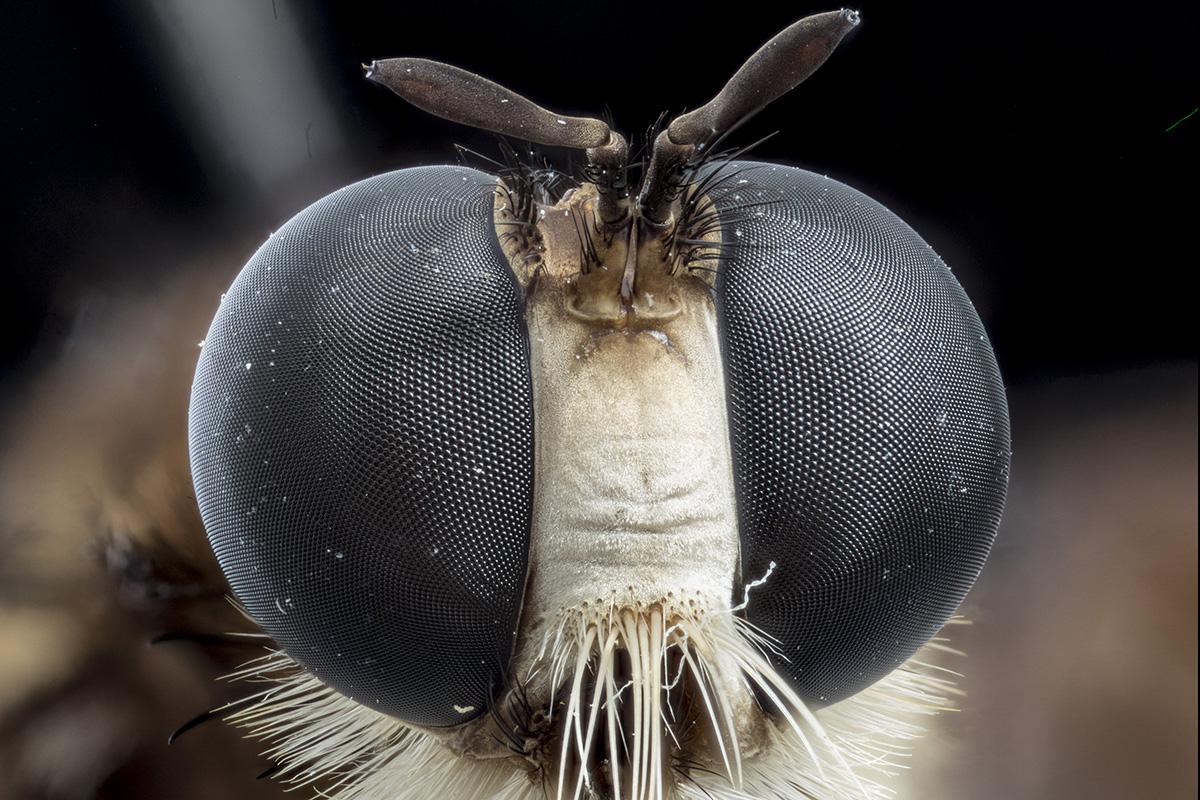 Portrait von Asilidae Microstylum dimorphum