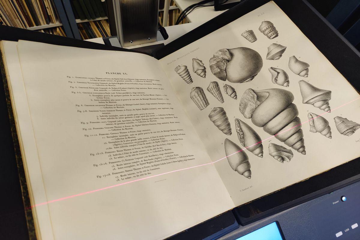 Historical book publication with illustrations of snail shells in black and white