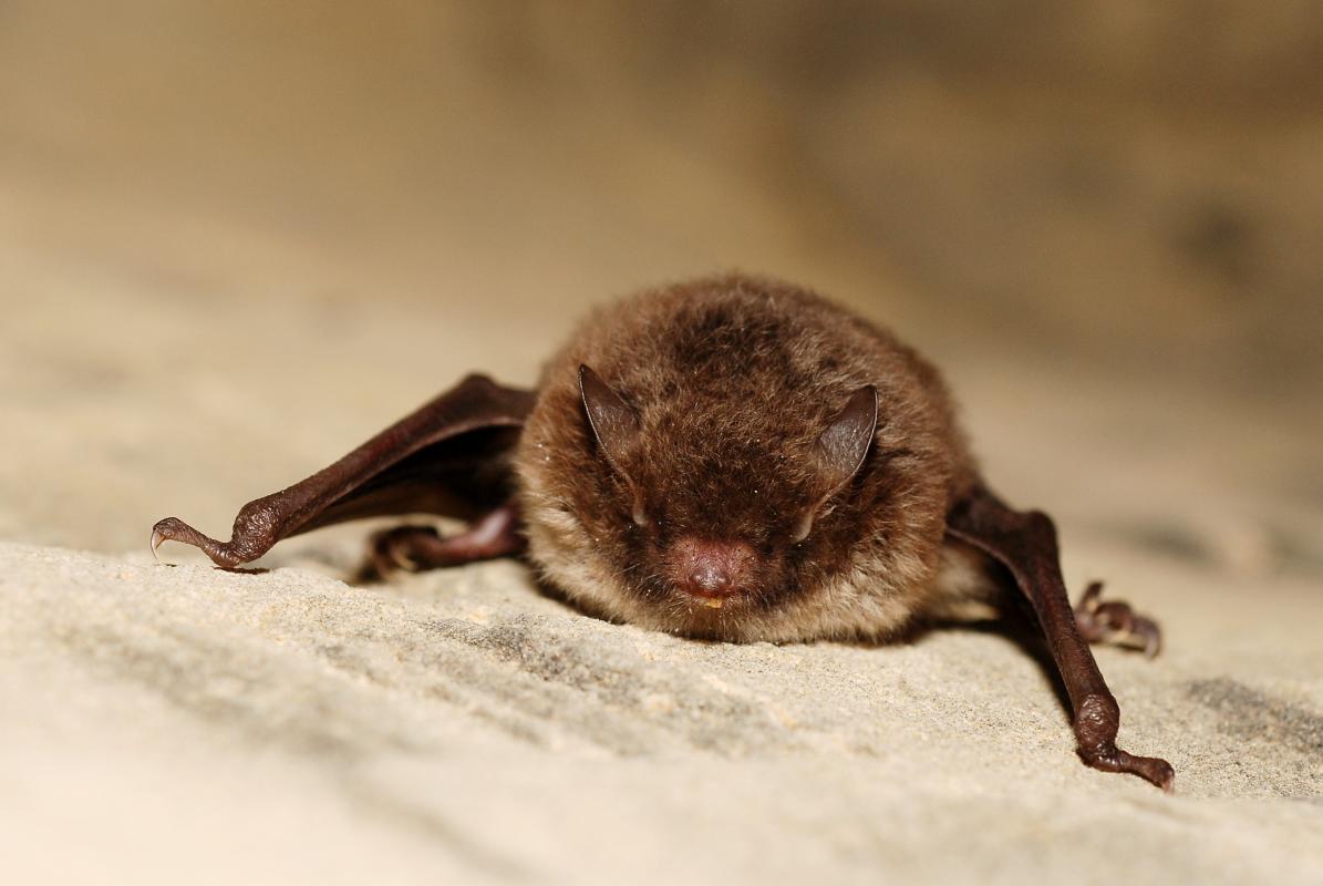 Bat-Detektor_Wasserfledermaus_Myotis_daubentoni_Gilles_San_Martin