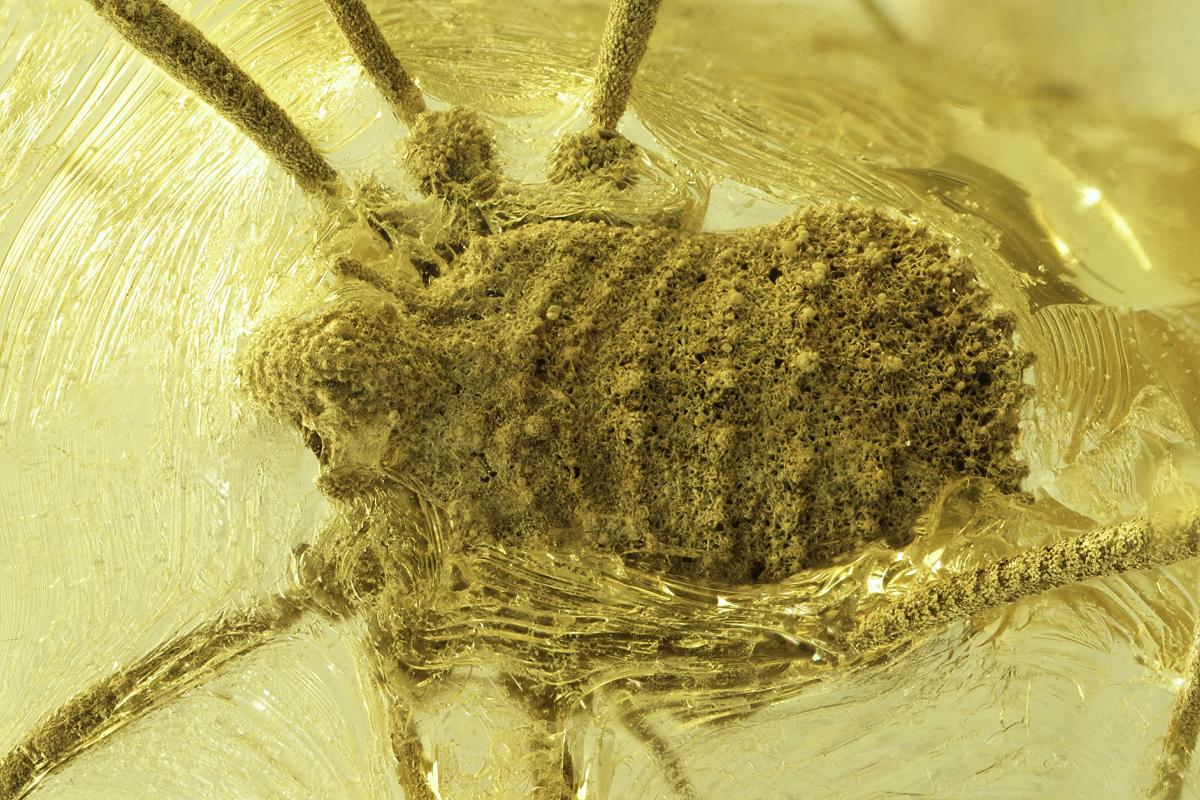 Weberknecht Balticolasma wunderlichi (Weibchen) in ukrainischem Rovno Bernstein @ Jonas Damzen