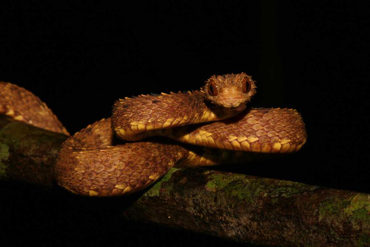 Atheris hirsuta, credit Johannes Penner, Frogs and Friends eV
