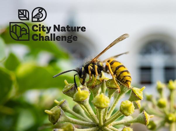 Wespe in der Berliner Stadtnatur