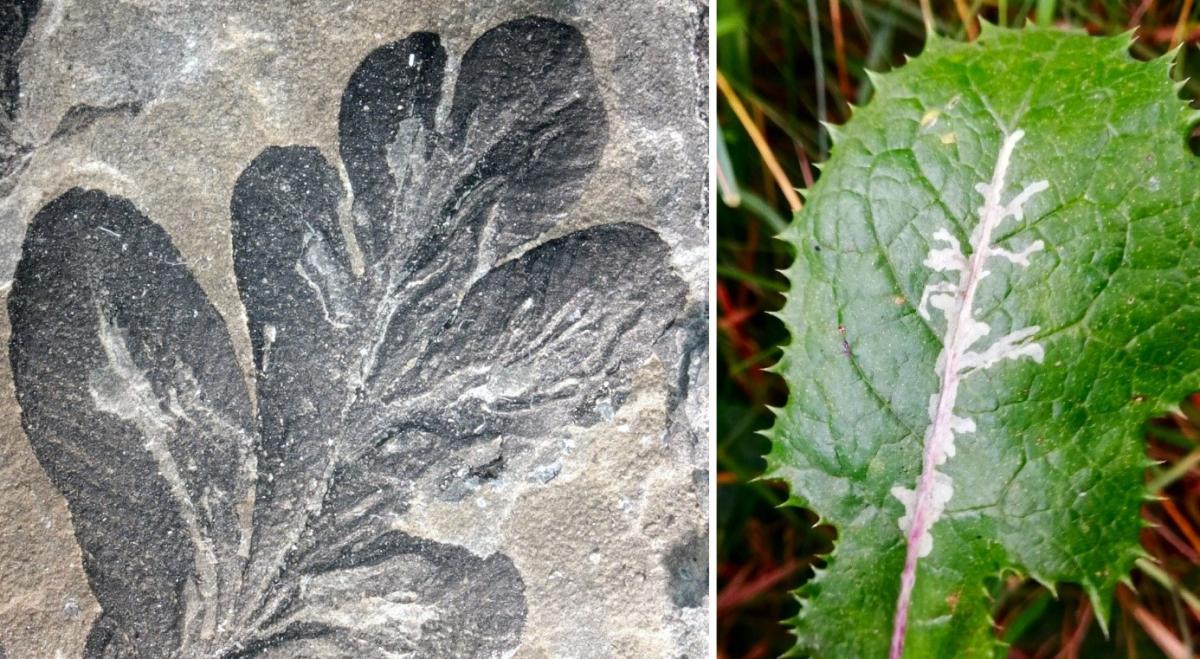 The oldest known leaf mines (Asteronomus maeandriformis) of Earth history from the Permian of Thuringia, Germany (left). Leaf mines of the leaf-miner fly Liriomyza on a sow thistle (right).
